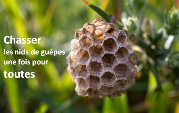 nids de guêpes