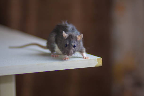 prévention des souris